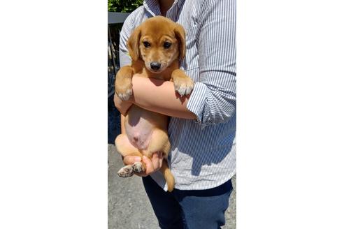 成約済の栃木県のミックス犬-98067の3枚目