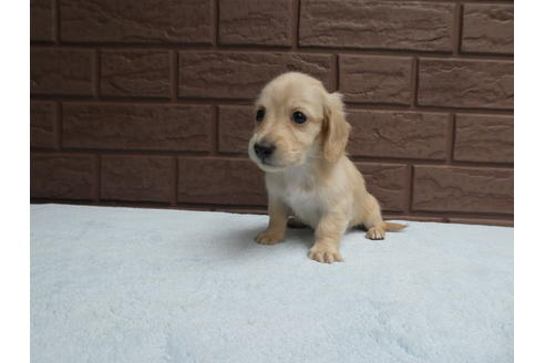 成約済の埼玉県のカニンヘンダックスフンド(ロングヘアード)-98106の1枚目