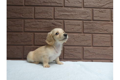 成約済の埼玉県のカニンヘンダックスフンド(ロングヘアード)-98106の3枚目