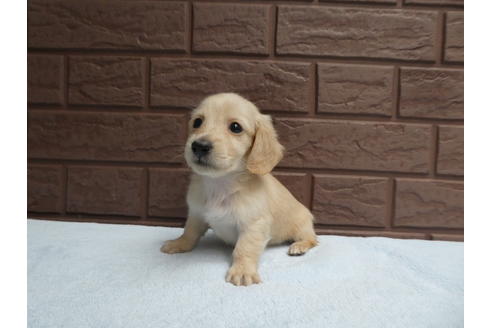 成約済の埼玉県のカニンヘンダックスフンド(ロングヘアード)-98106の2枚目
