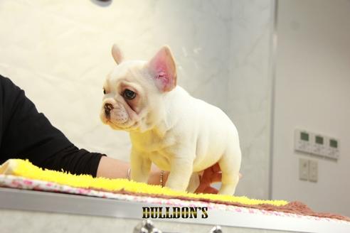 成約済の東京都のフレンチブルドッグ-98107の7枚目