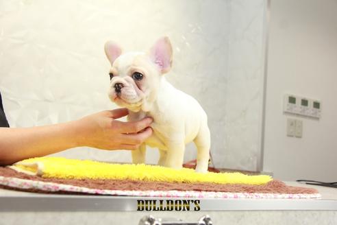 成約済の東京都のフレンチブルドッグ-98107の4枚目