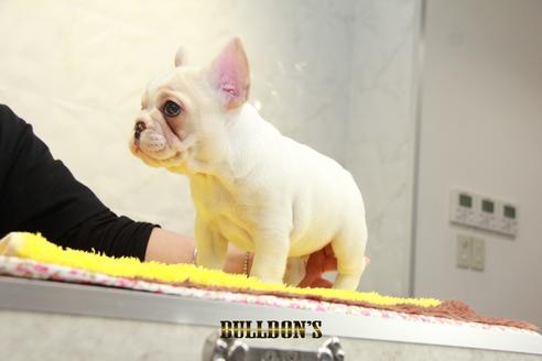 成約済の東京都のフレンチブルドッグ-98107の2枚目