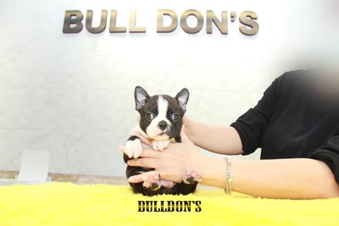 成約済の東京都のボストンテリア-98110の1枚目