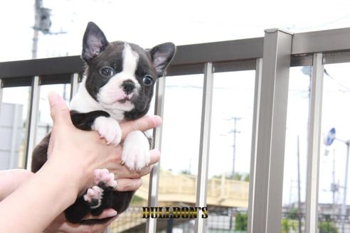 成約済の東京都のボストンテリア-98110の5枚目