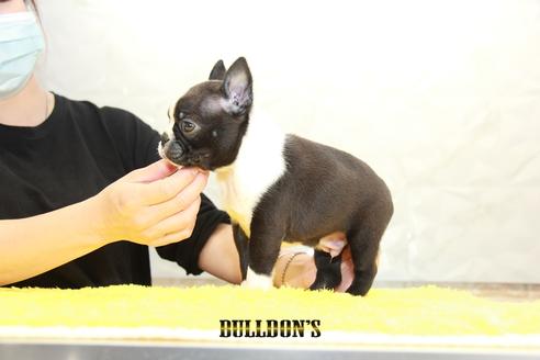 成約済の東京都のボストンテリア-98110の4枚目