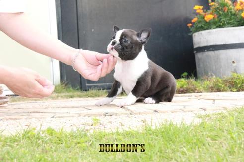 成約済の東京都のボストンテリア-98110の2枚目