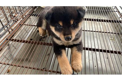 成約済の茨城県の柴犬-98118の1枚目