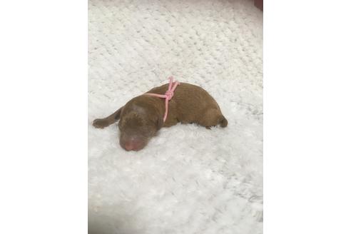 成約済の福岡県のタイニープードル-98123の8枚目