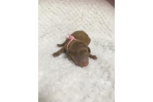 成約済の福岡県のタイニープードル-98123の7枚目