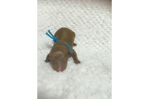 成約済の福岡県のタイニープードル-98124の10枚目