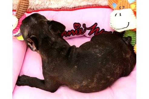 成約済の茨城県のフレンチブルドッグ-98142の3枚目