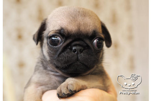 成約済の愛知県のパグ-98156