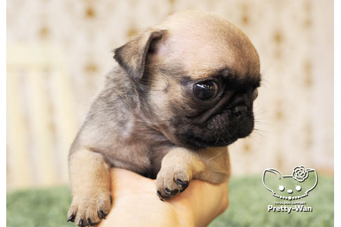 成約済の愛知県のパグ-98156の6枚目