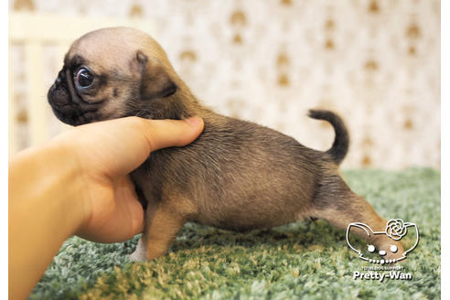 成約済の愛知県のパグ-98156の4枚目