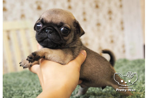 成約済の愛知県のパグ-98156の5枚目