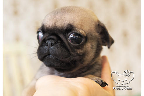 成約済の愛知県のパグ-98156の3枚目