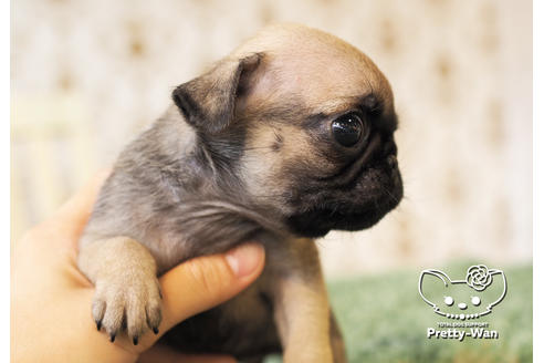 成約済の愛知県のパグ-98156の2枚目