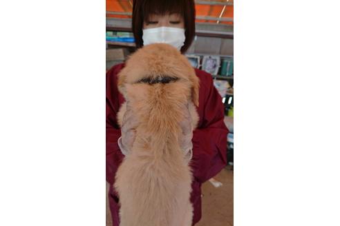成約済の徳島県のゴールデンレトリーバー-96622の2枚目