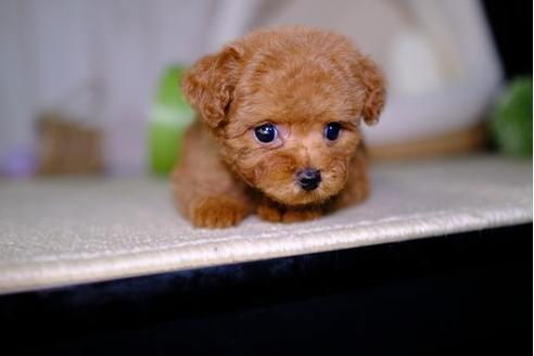 成約済の滋賀県のトイプードル-98221の1枚目