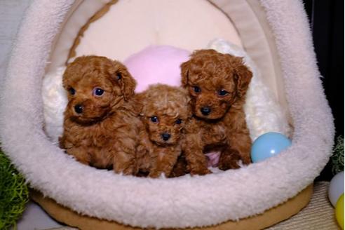 成約済の滋賀県のトイプードル-98221の4枚目