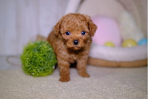 成約済の滋賀県のトイプードル-98221の2枚目