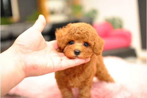 成約済の茨城県のタイニープードル-98248の2枚目