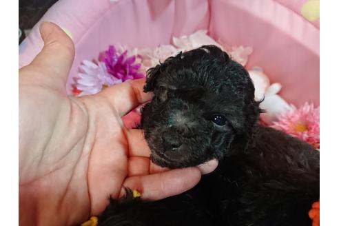 子犬