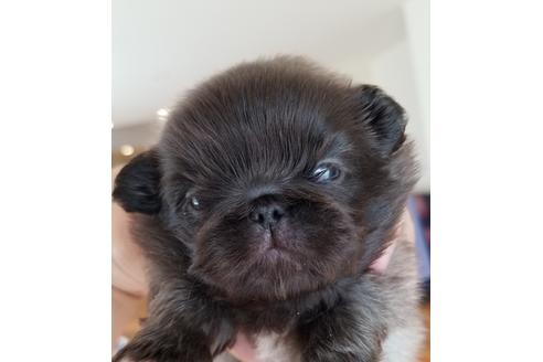 成約済の岡山県のペキニーズ-97028の1枚目