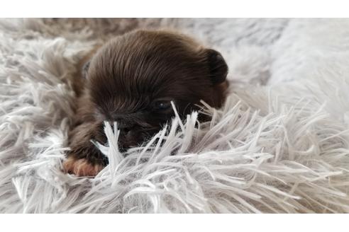 成約済の岡山県のペキニーズ-97028の5枚目