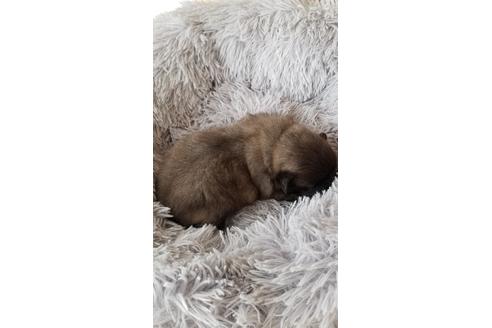 成約済の岡山県のペキニーズ-97028の4枚目