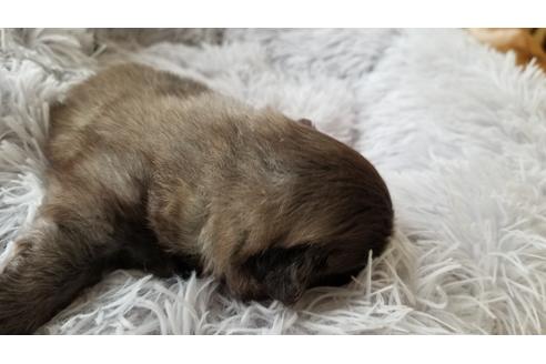 成約済の岡山県のペキニーズ-97028の3枚目