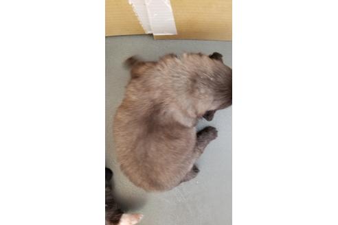 成約済の岡山県のペキニーズ-97028の2枚目