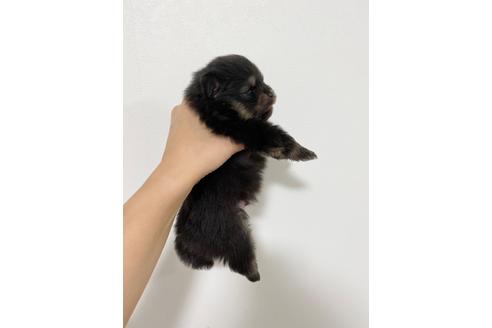 成約済の香川県のポメラニアン-98383の2枚目
