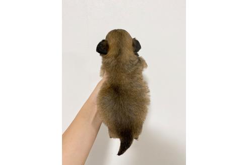 成約済の香川県のミックス犬-98396の3枚目