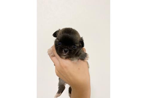 成約済の香川県のミックス犬-98397の1枚目