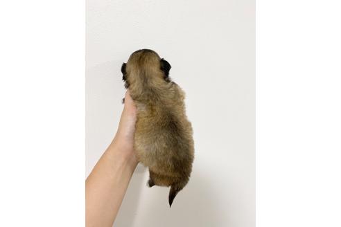 成約済の香川県のミックス犬-98397の2枚目