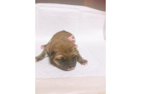 成約済の福岡県の豆柴-98402の9枚目