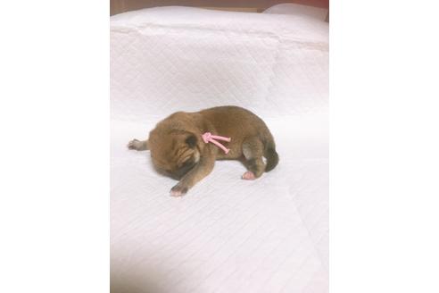 成約済の福岡県の豆柴-98402の10枚目