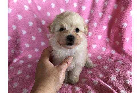 成約済の福岡県のマルプー:マルチーズ×トイプードル-98378の1枚目
