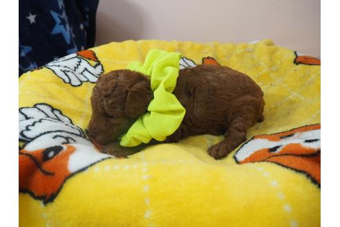 成約済の埼玉県のトイプードル-98416の4枚目