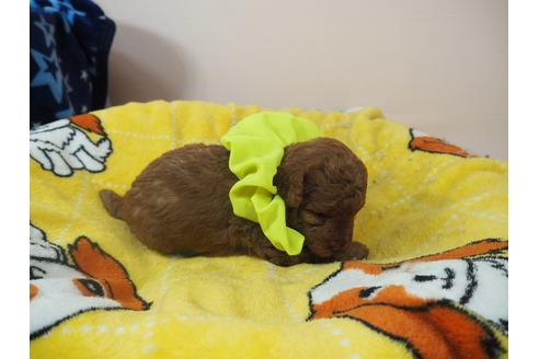 成約済の埼玉県のトイプードル-98416の3枚目