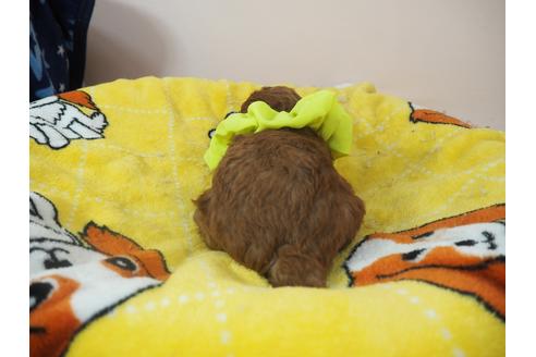 成約済の埼玉県のトイプードル-98416の2枚目