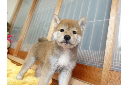 成約済の熊本県の柴犬-98439の1枚目