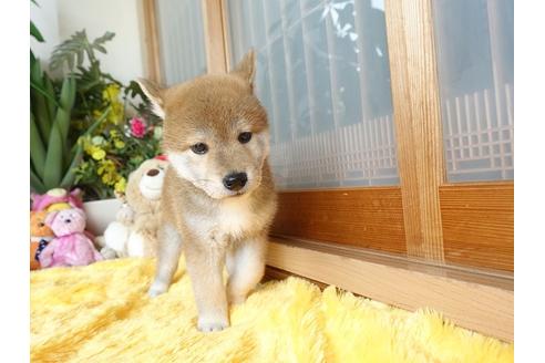 成約済の熊本県の柴犬-98439の4枚目
