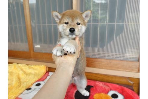 成約済の熊本県の柴犬-98439の3枚目