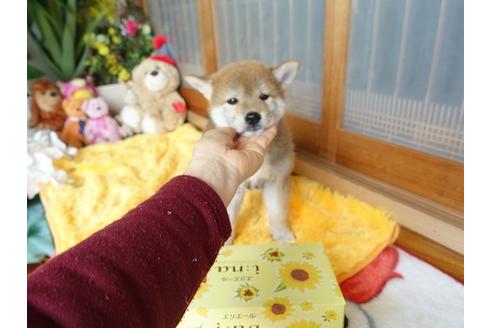 成約済の熊本県の柴犬-98439の2枚目