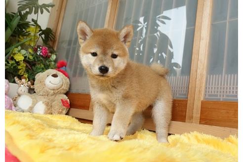 成約済の熊本県の柴犬-98440の4枚目