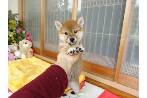 成約済の熊本県の柴犬-98440の3枚目