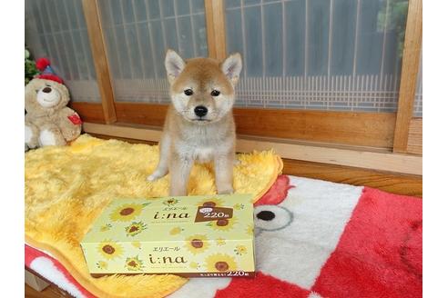 成約済の熊本県の柴犬-98440の2枚目